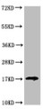 Western Blot, Positive WB detected in: HEK293 whole cell lysate, All lanes: LGALS14 antibody at 3.2ug/ml, Secondary, Goat polyclonal to rabbit IgG at 1/50000 dilution, Predicted band size: 17, 20 kDa, Observed band size: 17 kDa Western Blot, Positive WB detected in: HEK293 whole cell lysate, All lanes: LGALS14 antibody at 3.2ug/ml, Secondary, Goat polyclonal to rabbit IgG at 1/50000 dilution, Predicted band size: 17, 20 kDa, Observed band size: 17 kDa