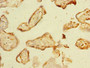 Immunohistochemistry of paraffin-embedded human placenta tissue using CAC14356 at dilution of 1:100 Immunohistochemistry of paraffin-embedded human placenta tissue using CAC14356 at dilution of 1:100