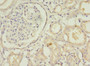 Immunohistochemistry of paraffin-embedded human kidney tissue using CAC14357 at dilution of 1:100 Immunohistochemistry of paraffin-embedded human kidney tissue using CAC14357 at dilution of 1:100