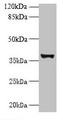 Western Blot, All lanes: UBLCP1 antibody at 0.2ug/ml + U251 whole cell lysate, Secondary, Goat polyclonal to rabbit IgG at 1/10000 dilution, Predicted band size: 37 kDa, Observed band size: 37 kDa Western Blot, All lanes: UBLCP1 antibody at 0.2ug/ml + U251 whole cell lysate, Secondary, Goat polyclonal to rabbit IgG at 1/10000 dilution, Predicted band size: 37 kDa, Observed band size: 37 kDa
