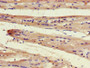Immunohistochemistry of paraffin-embedded human heart tissue using CAC14365 at dilution of 1:100
