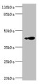 Western Blot, All lanes: RNF133 antibody at 2ug/ml + K562 whole cell lysate, Secondary, Goat polyclonal to rabbit IgG at 1/10000 dilution, Predicted band size: 43 kDa, Observed band size: 43 kDa Western Blot, All lanes: RNF133 antibody at 2ug/ml + K562 whole cell lysate, Secondary, Goat polyclonal to rabbit IgG at 1/10000 dilution, Predicted band size: 43 kDa, Observed band size: 43 kDa