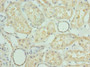 Immunohistochemistry of paraffin-embedded human kidney tissue using CAC14377 at dilution of 1:100