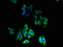 Immunofluorescent analysis of HepG2 cells using CAC14383 at dilution of 1:100 and Alexa Fluor 488-congugated AffiniPure Goat Anti-Rabbit IgG(H+L) Immunofluorescent analysis of HepG2 cells using CAC14383 at dilution of 1:100 and Alexa Fluor 488-congugated AffiniPure Goat Anti-Rabbit IgG(H+L)