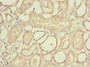 Immunohistochemistry of paraffin-embedded human kidney tissue using CAC14387 at dilution of 1:100 Immunohistochemistry of paraffin-embedded human kidney tissue using CAC14387 at dilution of 1:100