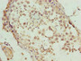 Immunohistochemistry of paraffin-embedded human testis tissue using CAC14393 at dilution of 1:100 Immunohistochemistry of paraffin-embedded human testis tissue using CAC14393 at dilution of 1:100