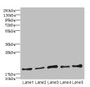 Western Blot, All lanes: PPIL3 antibody at 10ug/ml, Lane 1: U87 whole cell lysate, Lane 2: HL60 whole cell lysate, Lane 3: K562 whole cell lysate, Lane 4: THP-1 whole cell lysate, Lane 5: A549 whole cell lysate, Secondary, Goat polyclonal to rabbit IgG at 1/10000 dilution, Predicted band size: 19 kDa, Observed band size: 19 kDa
