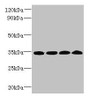 Western Blot, All lanes: WDR61 antibody at 1.2ug/ml, Lane 1: Hela whole cell lysate, Lane 2: HepG2 whole cell lysate, Lane 3: Raji whole cell lysate, Lane 4: Mouse brain tissue, Secondary, Goat polyclonal to rabbit IgG at 1/10000 dilution, Predicted band size: 34 kDa, Observed band size: 34 kDa Western Blot, All lanes: WDR61 antibody at 1.2ug/ml, Lane 1: Hela whole cell lysate, Lane 2: HepG2 whole cell lysate, Lane 3: Raji whole cell lysate, Lane 4: Mouse brain tissue, Secondary, Goat polyclonal to rabbit IgG at 1/10000 dilution, Predicted band size: 34 kDa, Observed band size: 34 kDa