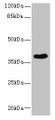 Western Blot, All lanes: CAB39L antibody at 10ug/ml + 293T whole cell lysate, Secondary, Goat polyclonal to rabbit IgG at 1/10000 dilution, Predicted band size: 40 kDa, Observed band size: 40 kDa Western Blot, All lanes: CAB39L antibody at 10ug/ml + 293T whole cell lysate, Secondary, Goat polyclonal to rabbit IgG at 1/10000 dilution, Predicted band size: 40 kDa, Observed band size: 40 kDa