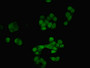 Immunofluorescent analysis of PC-3 cells using CAC14422 at dilution of 1:100 and Alexa Fluor 488-congugated AffiniPure Goat Anti-Rabbit IgG(H+L) Immunofluorescent analysis of PC-3 cells using CAC14422 at dilution of 1:100 and Alexa Fluor 488-congugated AffiniPure Goat Anti-Rabbit IgG(H+L)
