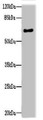 Western Blot, All lanes: NRXN3 antibody at 2ug/ml + Mouse heart tissue, Secondary, Goat polyclonal to rabbit IgG at 1/10000 dilution, Predicted band size: 70, 48, 44, 51 kDa, Observed band size: 70 kDa Western Blot, All lanes: NRXN3 antibody at 2ug/ml + Mouse heart tissue, Secondary, Goat polyclonal to rabbit IgG at 1/10000 dilution, Predicted band size: 70, 48, 44, 51 kDa, Observed band size: 70 kDa