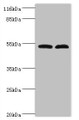 Western Blot, All lanes: Protein FAM114A2 antibody at 2ug/ml, Lane 1: Mouse kidney tissue, Lane 2: U251 whole cell lysate, Secondary, Goat polyclonal to rabbit IgG at 1/10000 dilution, Predicted band size: 55 kDa, Observed band size: 55 kDa
