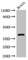 Western Blot, Positive WB detected in: Mouse brain tissue, All lanes: HOMER3 antibody at 2.7ug/ml, Secondary, Goat polyclonal to rabbit IgG at 1/50000 dilution, Predicted band size: 40, 17, 14, 36 kDa, Observed band size: 40 kDa Western Blot, Positive WB detected in: Mouse brain tissue, All lanes: HOMER3 antibody at 2.7ug/ml, Secondary, Goat polyclonal to rabbit IgG at 1/50000 dilution, Predicted band size: 40, 17, 14, 36 kDa, Observed band size: 40 kDa