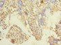 Immunohistochemistry of paraffin-embedded human small intestine tissue using CAC14442 at dilution of 1:100 Immunohistochemistry of paraffin-embedded human small intestine tissue using CAC14442 at dilution of 1:100