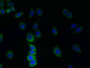 Immunofluorescent analysis of LO2 cells using CAC14442 at dilution of 1:100 and Alexa Fluor 488-congugated AffiniPure Goat Anti-Rabbit IgG(H+L) Immunofluorescent analysis of LO2 cells using CAC14442 at dilution of 1:100 and Alexa Fluor 488-congugated AffiniPure Goat Anti-Rabbit IgG(H+L)