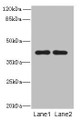 Western Blot, All lanes: CIPC antibody at 6ug/ml, Lane 1: A431 whole cell lysate, Lane 2: NIH/3T3 whole cell lysate, Secondary, Goat polyclonal to rabbit IgG at 1/10000 dilution, Predicted band size: 43 kDa, Observed band size: 43 kDa Western Blot, All lanes: CIPC antibody at 6ug/ml, Lane 1: A431 whole cell lysate, Lane 2: NIH/3T3 whole cell lysate, Secondary, Goat polyclonal to rabbit IgG at 1/10000 dilution, Predicted band size: 43 kDa, Observed band size: 43 kDa