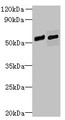 Western Blot, All lanes: FAM124B antibody at 12ug/ml, Lane 1: Hela whole cell lysate, Lane 2: K562 whole cell lysate, Secondary, Goat polyclonal to rabbit IgG at 1/10000 dilution, Predicted band size: 51, 32 kDa, Observed band size: 51 kDa