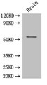 Western Blot, Positive WB detected in: Mouse brain tissue, All lanes: ASH2L antibody at 3ug/ml, Secondary, Goat polyclonal to rabbit IgG at 1/50000 dilution, Predicted band size: 69, 57, 61 kDa, Observed band size: 69 kDa