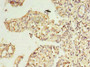 Immunohistochemistry of paraffin-embedded human small intestine tissue using CAC14462 at dilution of 1:100