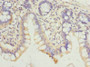 Immunohistochemistry of paraffin-embedded human small intestine tissue using CAC14464 at dilution of 1:100