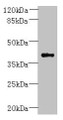 Western Blot, All lanes: PSTPIP2 antibody at 6ug/ml + Raji whole cell lysate, Secondary, Goat polyclonal to rabbit IgG at 1/10000 dilution, Predicted band size: 39, 37 kDa, Observed band size: 39 kDa