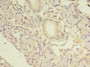 Immunohistochemistry of paraffin-embedded human pancreatic tissue using CAC14476 at dilution of 1:100