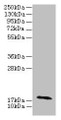 Western Blot, All lanes: RPP21 antibody at 12ug/ml + Colo320 whole cell lysate, Secondary, Goat polyclonal to rabbit IgG at 1/10000 dilution, Predicted band size: 18, 21, 17, 19 kDa, Observed band size: 18 kDa