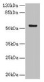 Western Blot, All lanes: DENND2D antibody at 4ug/ml + MCF-7 whole cell lysate, Secondary, Goat polyclonal to rabbit IgG at 1/10000 dilution, Predicted band size: 54 kDa, Observed band size: 54 kDa