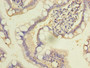 Immunohistochemistry of paraffin-embedded human small intestine tissue using CAC14488 at dilution of 1:100