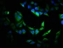 Immunofluorescence staining of Hela cells with CAC14489 at 1:200, counter-stained with DAPI. The cells were fixed in 4% formaldehyde, permeabilized using 0.2% Triton X-100 and blocked in 10% normal Goat Serum. The cells were then incubated with the antibody overnight at 4°C. The secondary antibody was Alexa Fluor 488-congugated AffiniPure Goat Anti-Rabbit IgG(H+L).