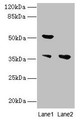 Western Blot, All lanes: IMPACT antibody at 10ug/ml, Lane 1: Hela whole cell lysate, Lane 2: HL60 whole cell lysate, Secondary, Goat polyclonal to rabbit IgG at 1/10000 dilution, Predicted band size: 37, 23 kDa, Observed band size: 37, 52 kDa