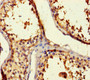 Immunohistochemistry of paraffin-embedded human testis tissue using CAC14496 at dilution of 1:100