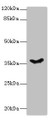 Western Blot, All lanes: PSG11 antibody at 12ug/ml + Hela whole cell lysate, Secondary, Goat polyclonal to rabbit IgG at 1/10000 dilution, Predicted band size: 38, 24 kDa, Observed band size: 38 kDa