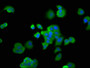 Immunofluorescence staining of MCF-7 cells with CAC14503 at 1:166, counter-stained with DAPI. The cells were fixed in 4% formaldehyde, permeabilized using 0.2% Triton X-100 and blocked in 10% normal Goat Serum. The cells were then incubated with the antibody overnight at 4°C. The secondary antibody was Alexa Fluor 488-congugated AffiniPure Goat Anti-Rabbit IgG(H+L).