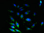 Immunofluorescent analysis of Hela cells using CAC14505 at dilution of 1:100 and Alexa Fluor 488-congugated AffiniPure Goat Anti-Rabbit IgG(H+L)
