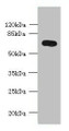 Western Blot, All lanes: KCNS2 antibody at 4ug/ml + Mouse eye tissue, Secondary, Goat polyclonal to rabbit IgG at 1/10000 dilution, Predicted band size: 54 kDa, Observed band size: 54 kDa