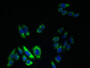 Immunofluorescent analysis of HepG2 cells using CAC14508 at dilution of 1:100 and Alexa Fluor 488-congugated AffiniPure Goat Anti-Rabbit IgG(H+L)