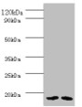 Western Blot, All lanes: PAM16 antibody at 2ug/ml, Lane 1: HL60 whole cell lysate, Lane 2: HepG2 whole cell lysate, Secondary, Goat polyclonal to rabbit IgG at 1/10000 dilution, Predicted band size: 14 kDa, Observed band size: 14 kDa