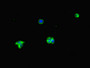 Immunofluorescent analysis of HepG2 cells using CAC14526 at dilution of 1:100 and Alexa Fluor 488-congugated AffiniPure Goat Anti-Rabbit IgG(H+L)