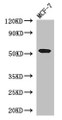 Western Blot, Positive WB detected in: MCF-7 whole cell lysate, All lanes: PSEN1 antibody at 3ug/ml, Secondary, Goat polyclonal to rabbit IgG at 1/50000 dilution, Predicted band size: 53, 43, 22, 47, 49 kDa, Observed band size: 53 kDa Western Blot, Positive WB detected in: MCF-7 whole cell lysate, All lanes: PSEN1 antibody at 3ug/ml, Secondary, Goat polyclonal to rabbit IgG at 1/50000 dilution, Predicted band size: 53, 43, 22, 47, 49 kDa, Observed band size: 53 kDa
