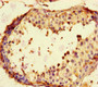 Immunohistochemistry of paraffin-embedded human testis tissue using CAC14551 at dilution of 1:100 Immunohistochemistry of paraffin-embedded human testis tissue using CAC14551 at dilution of 1:100