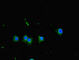 Immunofluorescent analysis of Hela cells using CAC14551 at dilution of 1:100 and Alexa Fluor 488-congugated AffiniPure Goat Anti-Rabbit IgG(H+L) Immunofluorescent analysis of Hela cells using CAC14551 at dilution of 1:100 and Alexa Fluor 488-congugated AffiniPure Goat Anti-Rabbit IgG(H+L)