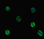 Immunofluorescent analysis of HepG2 cells using CAC14554 at dilution of 1:100 and Alexa Fluor 488-congugated AffiniPure Goat Anti-Rabbit IgG(H+L) Immunofluorescent analysis of HepG2 cells using CAC14554 at dilution of 1:100 and Alexa Fluor 488-congugated AffiniPure Goat Anti-Rabbit IgG(H+L)