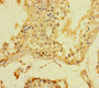 Immunohistochemistry of paraffin-embedded human testis tissue using CAC14556 at dilution of 1:100 Immunohistochemistry of paraffin-embedded human testis tissue using CAC14556 at dilution of 1:100