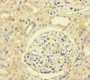 Immunohistochemistry of paraffin-embedded human kidney tissue using CAC14558 at dilution of 1:100 Immunohistochemistry of paraffin-embedded human kidney tissue using CAC14558 at dilution of 1:100