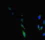 Immunofluorescent analysis of Hela cells using CAC14562 at dilution of 1:100 and Alexa Fluor 488-congugated AffiniPure Goat Anti-Rabbit IgG(H+L) Immunofluorescent analysis of Hela cells using CAC14562 at dilution of 1:100 and Alexa Fluor 488-congugated AffiniPure Goat Anti-Rabbit IgG(H+L)