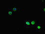 Immunofluorescent analysis of HepG2 cells using CAC14568 at dilution of 1:100 and Alexa Fluor 488-congugated AffiniPure Goat Anti-Rabbit IgG(H+L) Immunofluorescent analysis of HepG2 cells using CAC14568 at dilution of 1:100 and Alexa Fluor 488-congugated AffiniPure Goat Anti-Rabbit IgG(H+L)