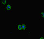Immunofluorescent analysis of HepG2 cells using CAC14575 at dilution of 1:100 and Alexa Fluor 488-congugated AffiniPure Goat Anti-Rabbit IgG(H+L) Immunofluorescent analysis of HepG2 cells using CAC14575 at dilution of 1:100 and Alexa Fluor 488-congugated AffiniPure Goat Anti-Rabbit IgG(H+L)