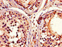 Immunohistochemistry of paraffin-embedded human testis tissue using CAC14577 at dilution of 1:100 Immunohistochemistry of paraffin-embedded human testis tissue using CAC14577 at dilution of 1:100
