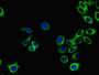 Immunofluorescent analysis of A549 cells using CAC14587 at dilution of 1:100 and Alexa Fluor 488-congugated AffiniPure Goat Anti-Rabbit IgG(H+L) Immunofluorescent analysis of A549 cells using CAC14587 at dilution of 1:100 and Alexa Fluor 488-congugated AffiniPure Goat Anti-Rabbit IgG(H+L)